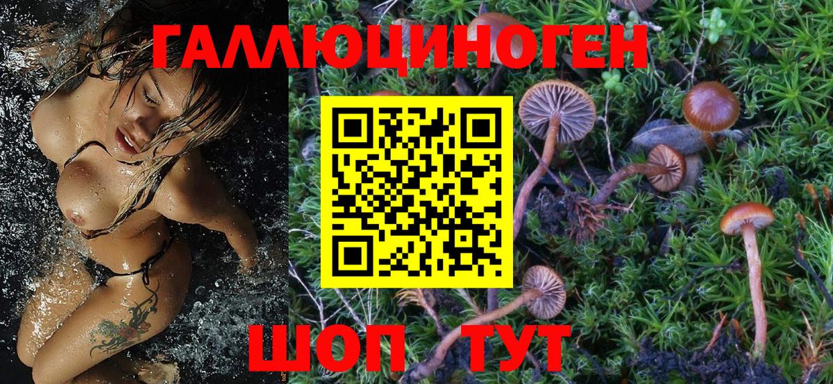 Псилоцибиновые грибы Psilocybine cubensis Рыбинск